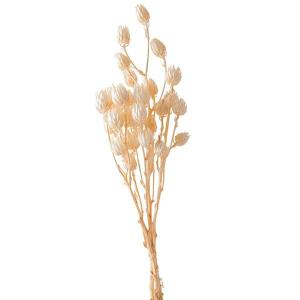 ドライフラワー 花材 出荷 チュリペス オフホワイト
