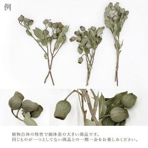 ドライフラワー 花材 即日出荷 ベルガム・葉付...の詳細画像3