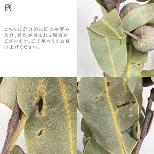 ドライフラワー 花材 即日出荷 ベルガム・葉付...の詳細画像4