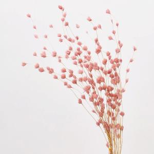 ドライフラワー 花材 即日出荷 ウィーピングバンブー ピンク 花材 素材 パーツ 材料 迎春 和風 ピンク アレンジ 花束 ブーケ しめ縄 お正月飾り 大地農園