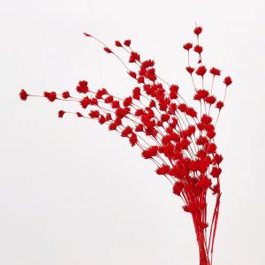 ドライフラワー 花材 即日出荷 ウィーピングバンブー レッド 花材 素材 パーツ 材料 迎春 和風 赤 アレンジ 花束 ブーケ しめ縄 お正月飾り プリ 大地農園