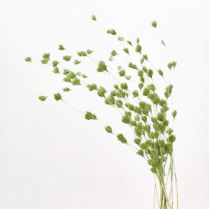 ドライフラワー 花材 即日出荷 ウィーピングバンブー グリーン 花材 素材 パーツ 材料 迎春 和風 緑 アレンジ 花束 ブーケ しめ縄 お正月飾り 卸 大地農園