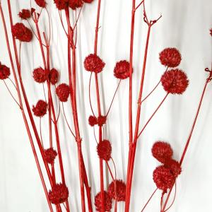 ドライフラワー 花材 即日出荷 ボンボンブラン...の詳細画像1