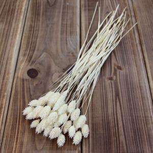 【P10倍中 4/20 9:59迄】 ドライフラワー 花材 即日出荷 ポアプランツ 白 穂 ドライフラワー スワッグ ブーケ ドライフラワー花束 リース 花材 卸 大地農園