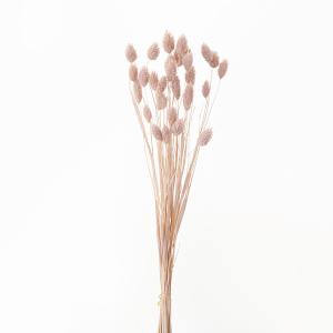 P5倍中 2/2 09:59迄】 ドライフラワー 花材 即日出荷 キングプロテア