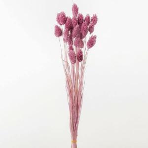 ドライフラワー 花材 即日出荷 ルリタマアザミHL ナチュラル 素材 材料