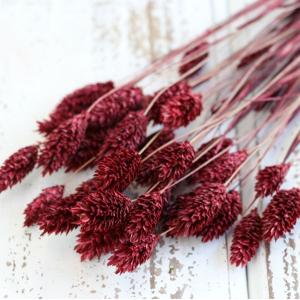 ドライフラワー 花材 即日出荷 ポアプランツ ...の詳細画像1