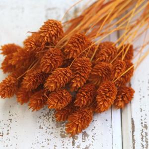 ドライフラワー 花材 即日出荷 ポアプランツ ...の詳細画像1