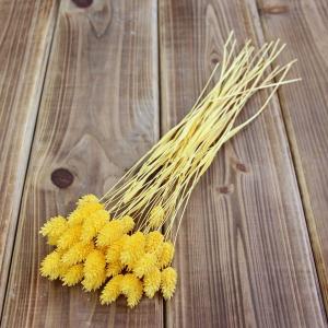 ドライフラワー 花材 即日出荷 ポアプランツ パステルイエロー 穂 ドライフラワー スワッグ ブーケ ドライフラワー花束 ドライフラワースワッグ 大地農園