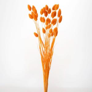 ドライフラワー 花材 即日出荷 ポアプランツ や...の商品画像