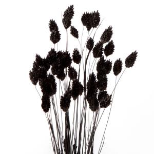 ドライフラワー 花材 即日出荷 ポアプランツ ...の詳細画像1