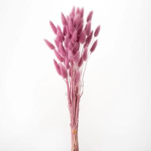 ドライフラワー 花材 即日出荷 テトラゴナナッツ ワイルドフラワー