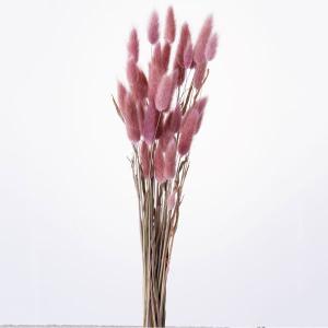 ドライフラワー 花材 即日出荷 ラグラス ナチュラルピンク 穂 ドライフラワー スワッグ ブーケ ドライフラワー花束 ドライフラワースワッグ 花材 大地農園