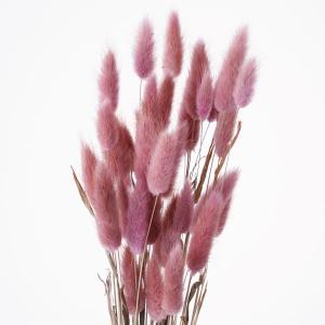 ドライフラワー 花材 即日出荷 ラグラス ナチ...の詳細画像1