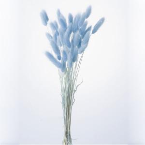 ドライフラワー 花材 即日出荷 ラグラス ラベン...の商品画像