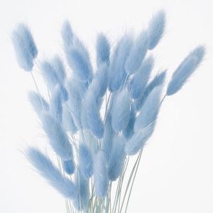 ドライフラワー 花材 即日出荷 ラグラス ラベ...の詳細画像1