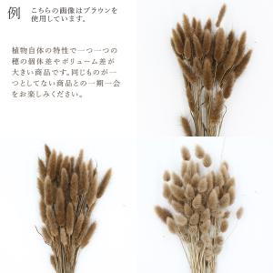 ドライフラワー 花材 即日出荷 ラグラス ラベ...の詳細画像2