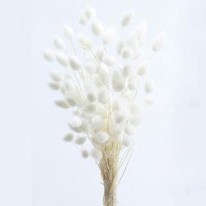 ドライフラワー 花材 即日出荷 ハニーテール 白 穂 ドライフラワー スワッグ ブーケ ドライフラワー花束 ドライフラワースワッグ リース 花材 卸 大地農園