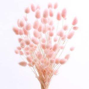 ドライフラワー 花材 出荷 ハニーテール エンジェルピンク
