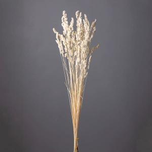 ドライフラワー 花材 即日出荷 オーチャードグラ...の商品画像