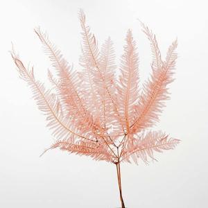 プリザーブドフラワー 花材 即日出荷 山シダ ピンクベージュ シダ 葉 ドライフラワー プリザーブドフラワー スワッグ ブーケ ドライフラワー花束 大地農園
