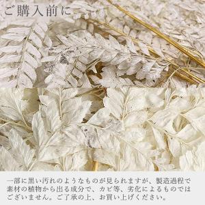 ドライフラワー 花材 即日出荷 ヒメワラビ 白...の詳細画像4