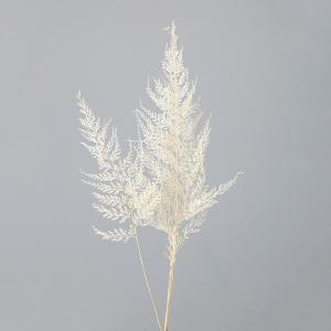 ドライフラワー 花材 即日出荷 レースファーン 白 ドライフラワー プリザーブドフラワー スワッグ ブーケ ドライフラワー花束 リース アレンジ 大地農園