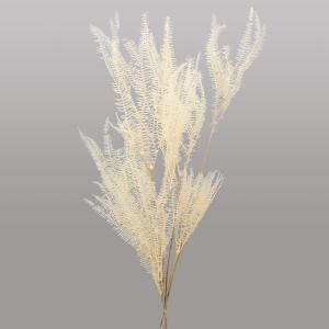 ドライフラワー 花材 即日出荷 【40％OFF】 カーニバルファーン オフホワイト (在庫限り) 花材 素材 材料 スワッグ ブーケ 白 ホワイト 花束 装飾 大地農園