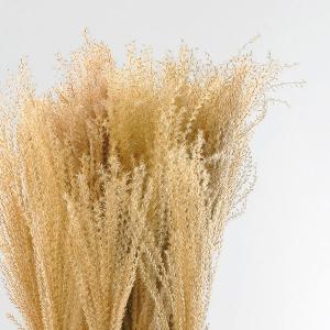 ドライフラワー 花材 即日出荷 ススキ ナチュ...の詳細画像1