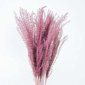 ドライフラワー 花材 即日出荷 【50%OFF...の詳細画像1