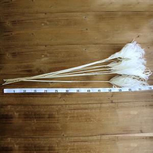 ドライフラワー 花材 即日出荷 ミニススキ 白...の詳細画像3