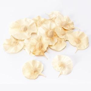 ドライフラワー 花材 即日出荷 【50%OFF】特価 コインリーフ 白(在庫限り) リーフ 葉 白 ホワイト クリーム プリザーブドフラワー ドライフラワー 大地農園