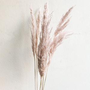 ドライフラワー 花材 即日出荷 プルームリード ピンクベージュ 穂 パンパス系 ドライフラワー スワッグ ブーケ ドライフラワー花束 リース 花材 大地農園