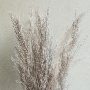 ドライフラワー 花材 即日出荷 プルームリード...の詳細画像1