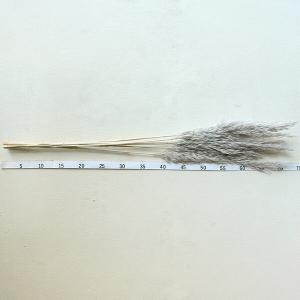 ドライフラワー 花材 即日出荷 プルームリード...の詳細画像2