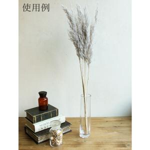 ドライフラワー 花材 即日出荷 プルームリード...の詳細画像3