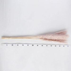 ドライフラワー 花材 即日出荷 テールリード ...の詳細画像2