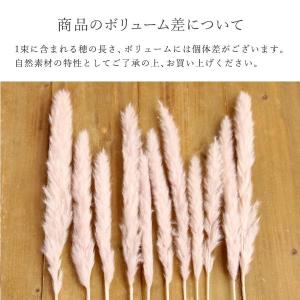 ドライフラワー 花材 即日出荷 テールリード ...の詳細画像3