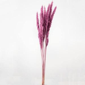 ドライフラワー 花材 即日出荷 【50%OFF】...の商品画像