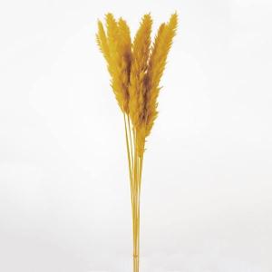 ドライフラワー 花材 即日出荷 テールリード マスタード パンパス パンパス系 穂 ふわふわ ドライフラワー スワッグ ブーケ ドライフラワー花束 大地農園