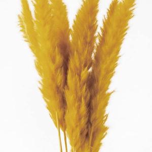 ドライフラワー 花材 即日出荷 テールリード ...の詳細画像1