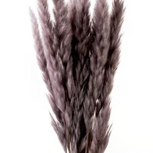 ドライフラワー 花材 即日出荷 テールリード ...の詳細画像1