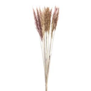 【P10倍中 4/20 9:59迄】 ドライフラワー 花材 即日出荷 テールリード・ミニ (51345-030) パンパス パンパス系 穂 ふわふわ ドライフラワー 花束 大地農園