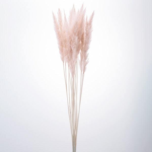 【P5倍中 12/02 09:59迄】 ドライフラワー 花材 即日出荷 テールリード・ミニ ピンクベ...