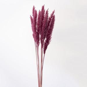 【P10倍中 4/20 9:59迄】 ドライフラワー 花材 即日出荷 テールリード・ミニ カーニバルルージュ パンパス パンパス系 穂 ふわふわ スワッグ 花束 大地農園