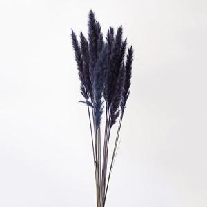 ドライフラワー 花材 即日出荷 テールリード・ミニ コバルトブルー パンパス パンパス系 穂 ふわふわ ドライフラワー スワッグ ブーケ 花束 花材 大地農園