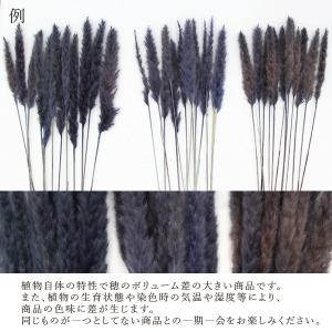 ドライフラワー 花材 即日出荷 テールリード・...の詳細画像2