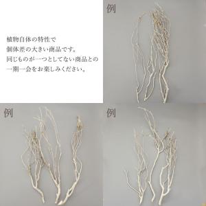 ドライフラワー 花材 即日出荷 ボンツリー ナ...の詳細画像3