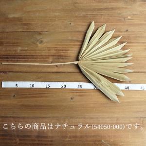 ドライフラワー 花材 即日出荷 パームサンリー...の詳細画像2