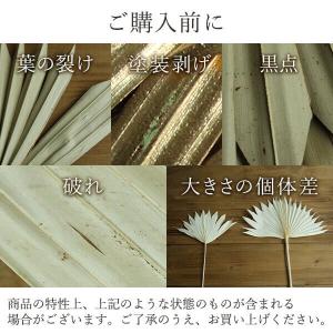 ドライフラワー 花材 即日出荷 パームサンリー...の詳細画像3